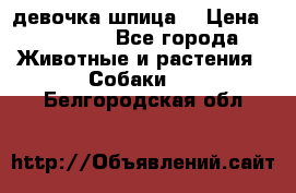 девочка шпица  › Цена ­ 40 000 - Все города Животные и растения » Собаки   . Белгородская обл.